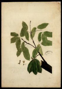 (Tabernaemontana) (3), da Coleção Brasiliana Iconográfica