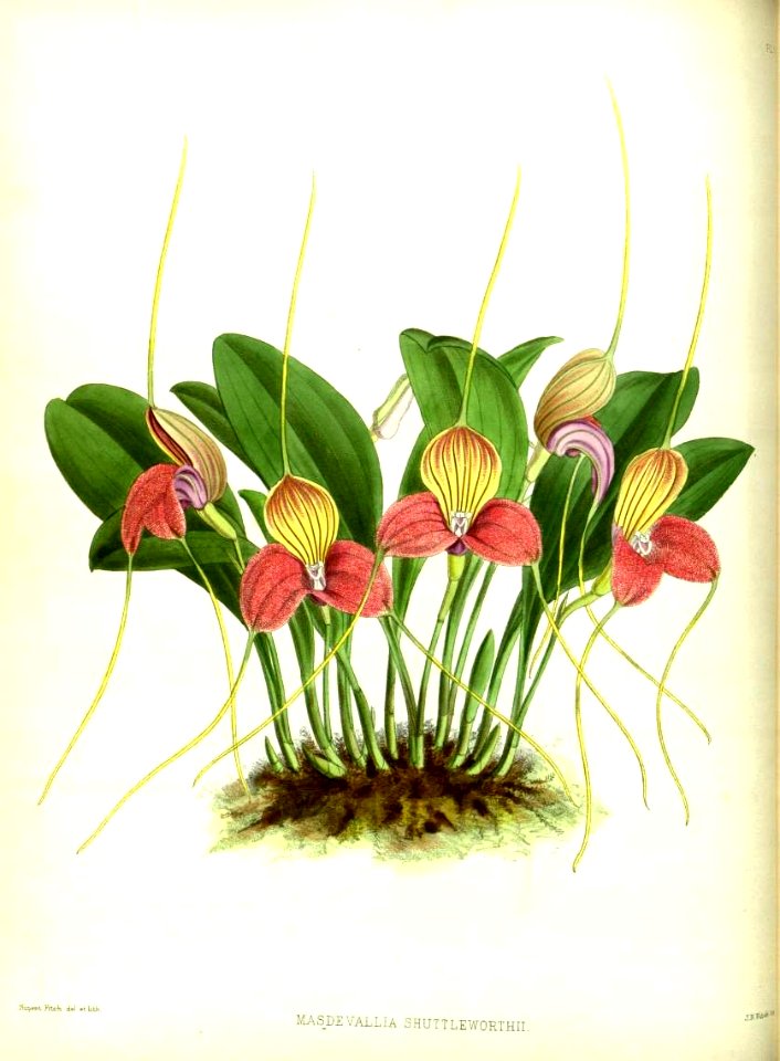 (The Orchid Album Plate 005) Masdevallia shuttleworthii