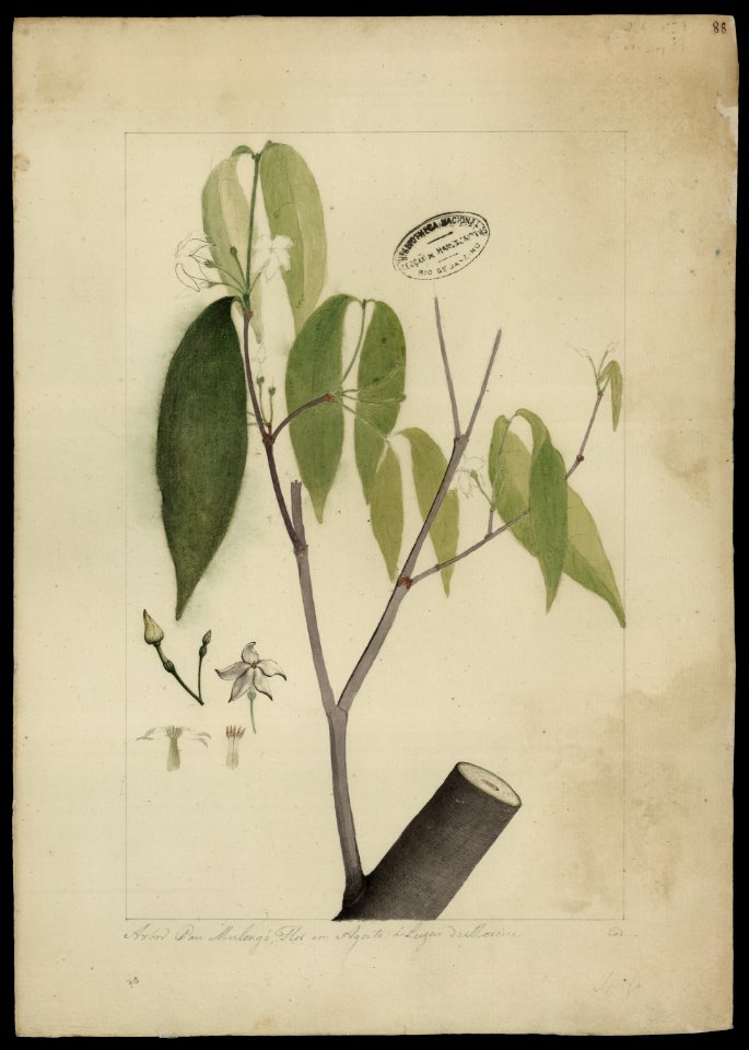 (Tabernaemontana) (1), da Coleção Brasiliana Iconográfica
