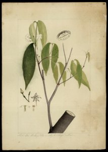 (Tabernaemontana) (1), da Coleção Brasiliana Iconográfica