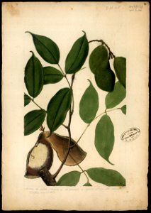(Swartzia) (2), da Coleção Brasiliana Iconográfica