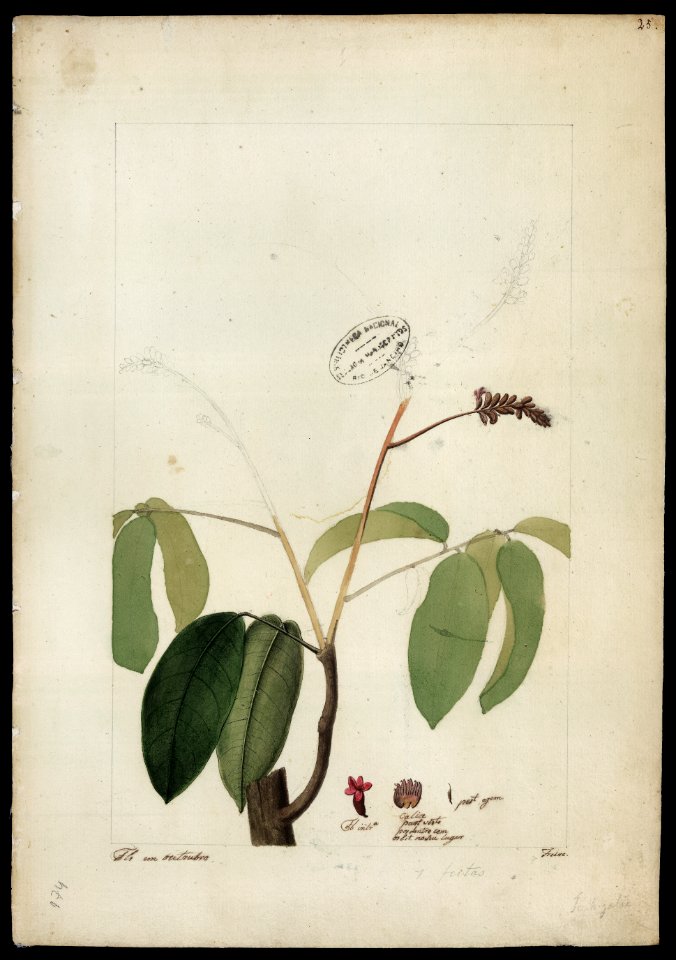(Tachigalia), da Coleção Brasiliana Iconográfica