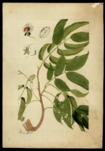 (Swartzia) (1), da Coleção Brasiliana Iconográfica