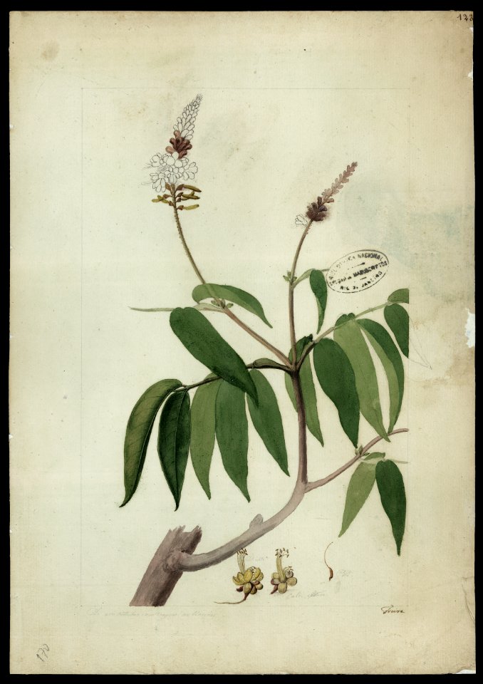 (Tachigalia paniculata, Aubl.)., da Coleção Brasiliana Iconográfica