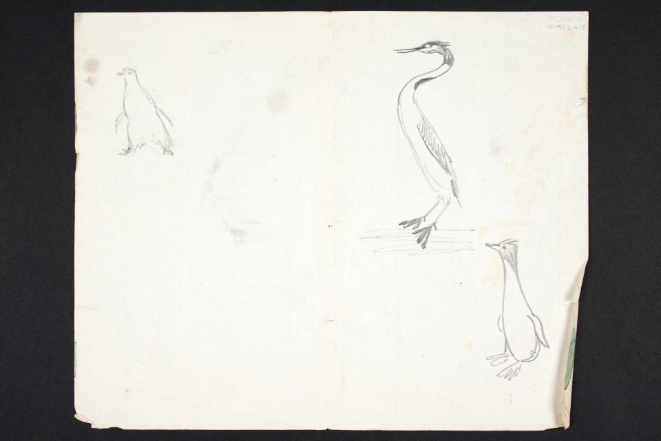 (Sketches of birds) PD-1952-2-42B