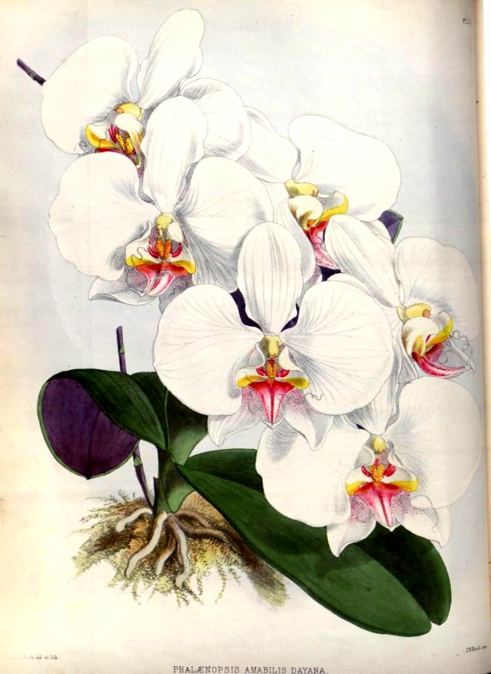 (The Orchid Album Plate 011) Phalaenopsis amabilis dayana
