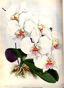 (The Orchid Album Plate 011) Phalaenopsis amabilis dayana