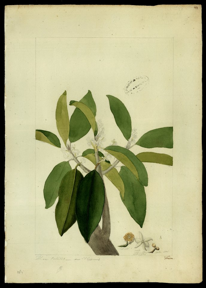 (Ternstroemiacea), da Coleção Brasiliana Iconográfica