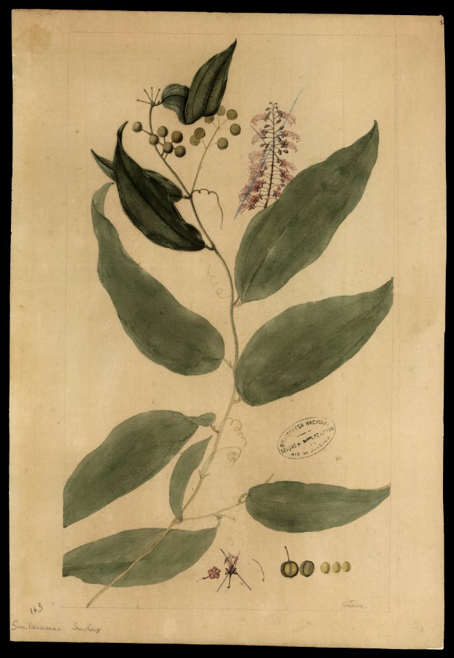 (Smilacaceae Smilax), da Coleção Brasiliana Iconográfica