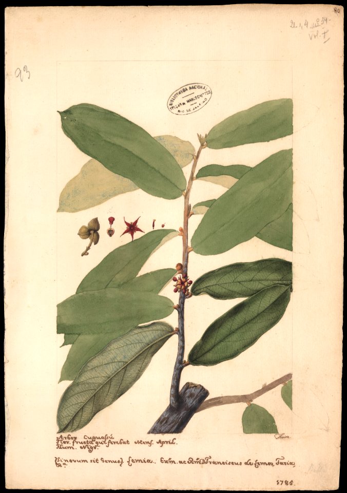 (Sterculia chicha), da Coleção Brasiliana Iconográfica