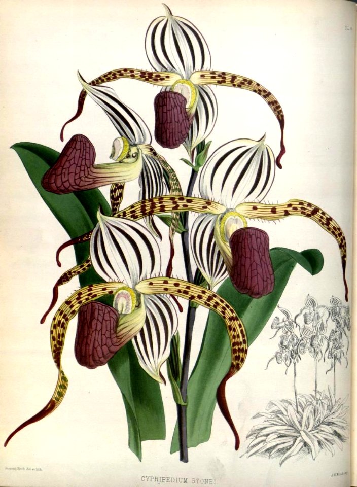 (The Orchid Album Plate 008) Cypripedium stonei