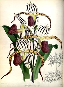(The Orchid Album Plate 008) Cypripedium stonei