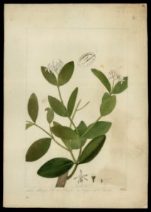 (Tabernaemontana) (2), da Coleção Brasiliana Iconográfica