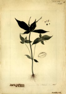 (Spigelia anthelmintica, L.), da Coleção Brasiliana Iconográfica
