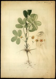 (Trachis hyppoyvea, Linn.), da Coleção Brasiliana Iconográfica