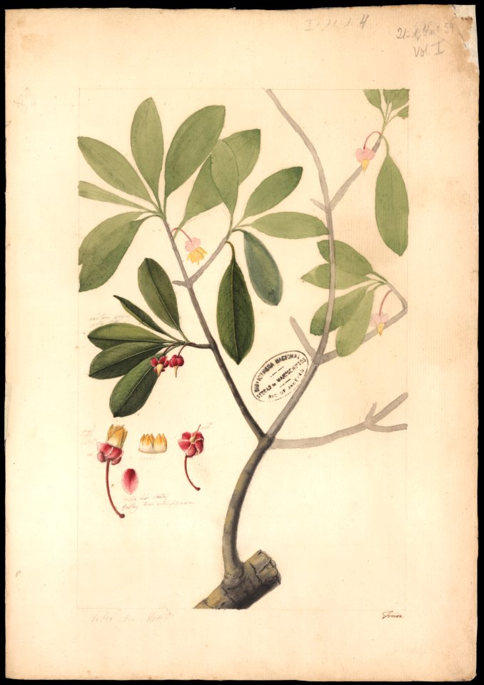 (Ternstroemia) (2), da Coleção Brasiliana Iconográfica