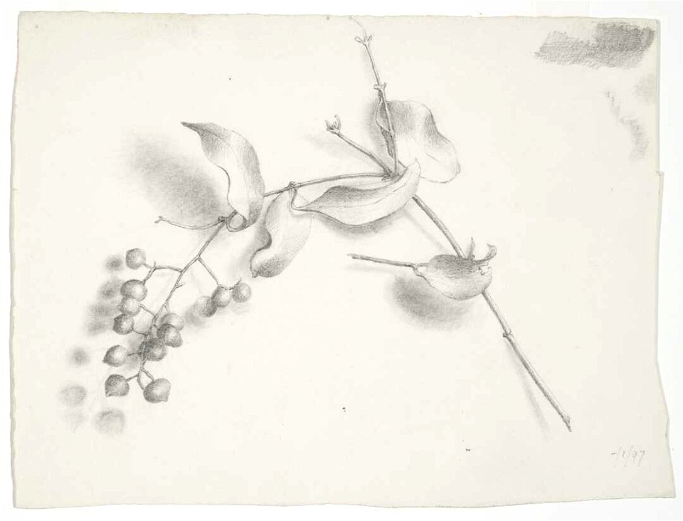 (Supplejack berries and leaves). --1-97. (1897) by Emily Cumming Harris