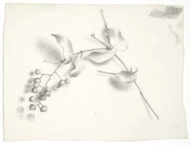 (Supplejack berries and leaves). --1-97. (1897) by Emily Cumming Harris