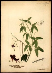 (Vigna) (1), da Coleção Brasiliana Iconográfica