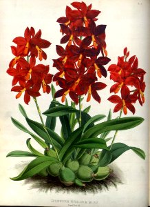 (The Orchid Album Plate 004) Epidendrum vitellinum majus