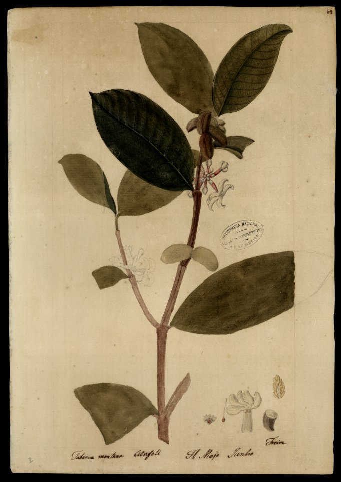 (Tabernaemontana) (4), da Coleção Brasiliana Iconográfica