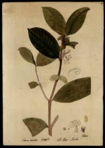 (Tabernaemontana) (4), da Coleção Brasiliana Iconográfica