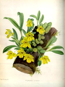 (The Orchid Album Plate 007) Promenaea citrina