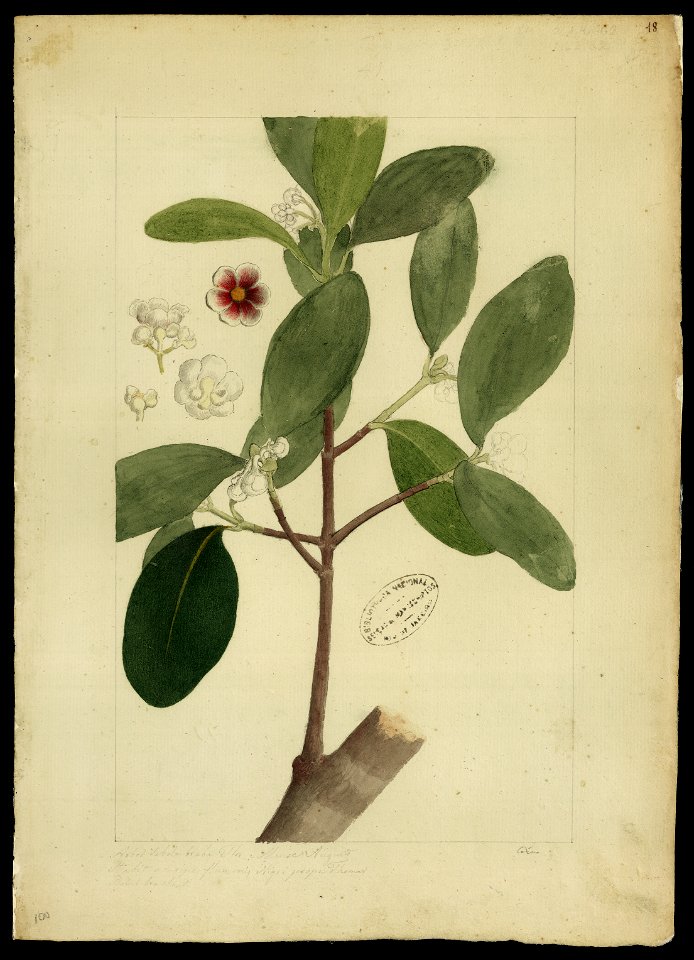 (Ternstroemia) (1), da Coleção Brasiliana Iconográfica