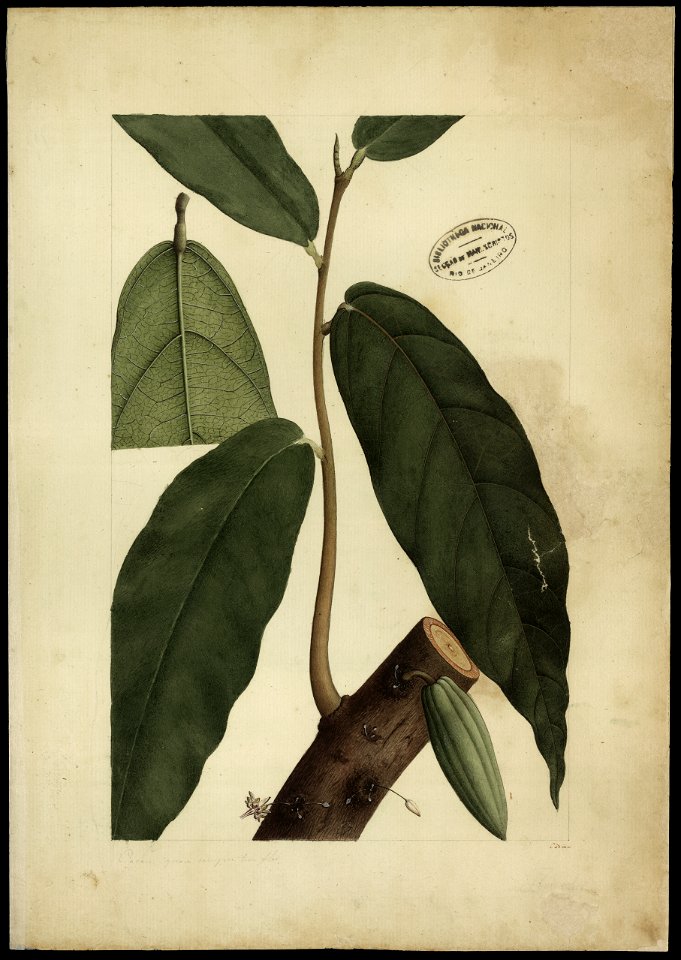 (Theobroma, Linn.), da Coleção Brasiliana Iconográfica
