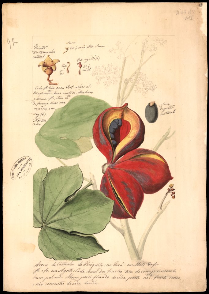 (Theobroma bicolor, H.B.N.), da Coleção Brasiliana Iconográfica