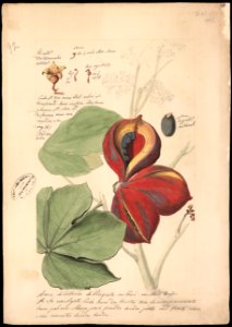 (Theobroma bicolor, H.B.N.), da Coleção Brasiliana Iconográfica