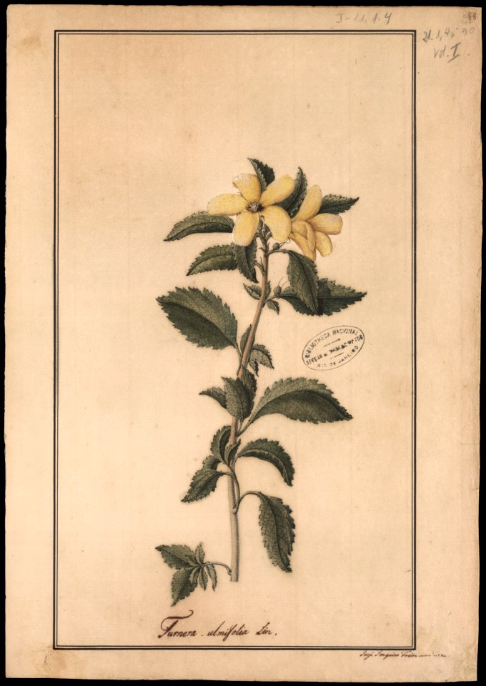 (Turnera ulmifolia, Linn.), da Coleção Brasiliana Iconográfica