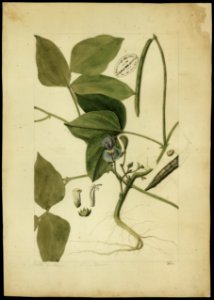 (Vigna) (2), da Coleção Brasiliana Iconográfica