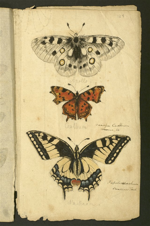 -Butterflies- (48753093116)