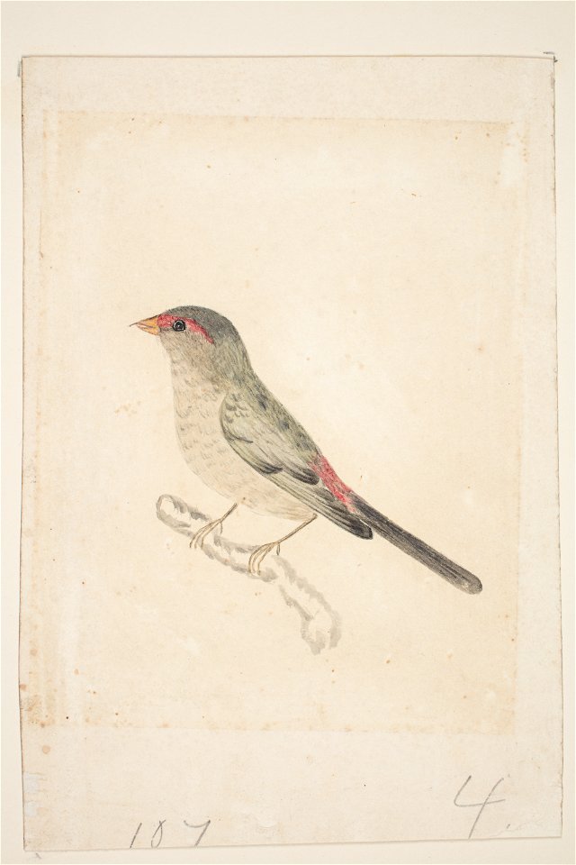 -Finch- In tea tree scrub S. Australia (48753729181)