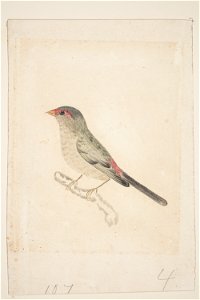 -Finch- In tea tree scrub S. Australia (48753729181)