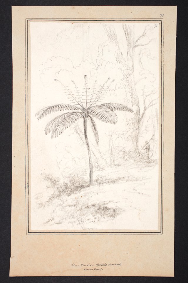 -Botanical drawing- (48753188172)