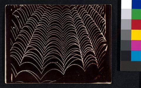 -Dew on a Spider Web- MET DP351925