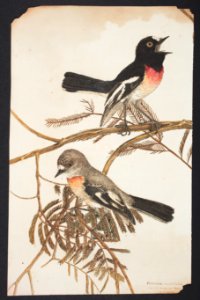 -Bird illustration- (48752723812)