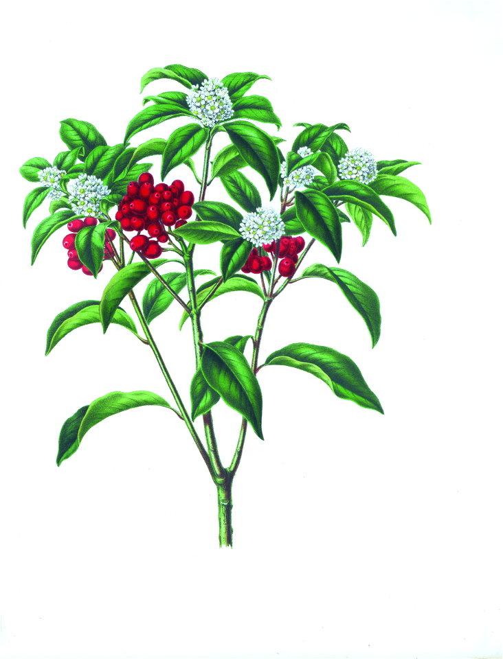 033-Skimmia japonica