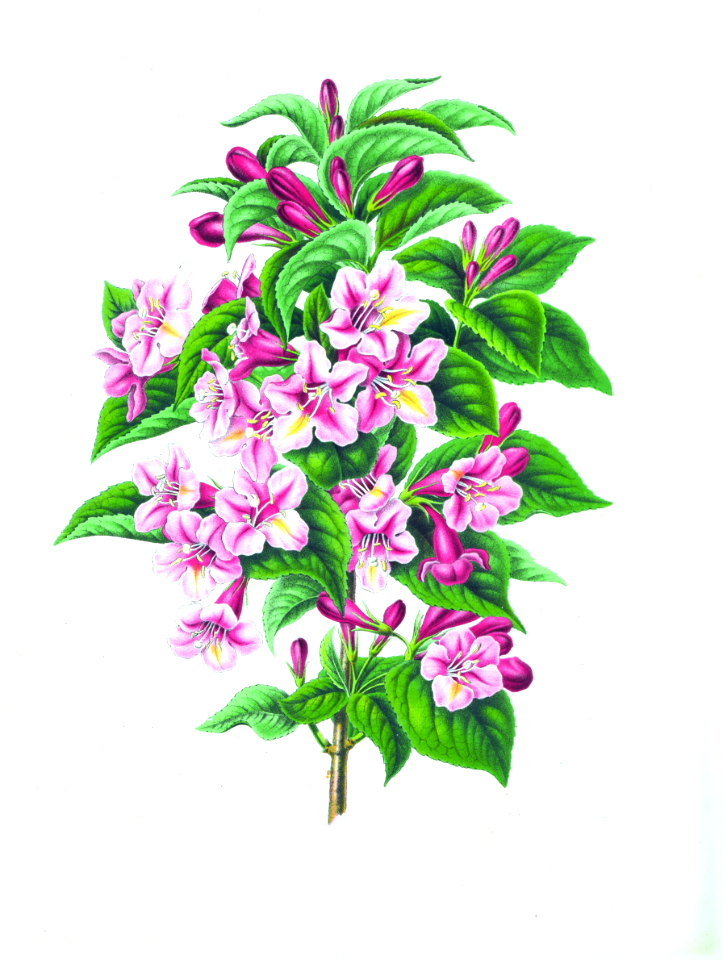 021-Weigela floribunda