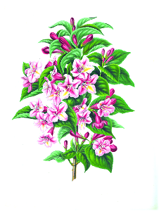 021-Weigela floribunda