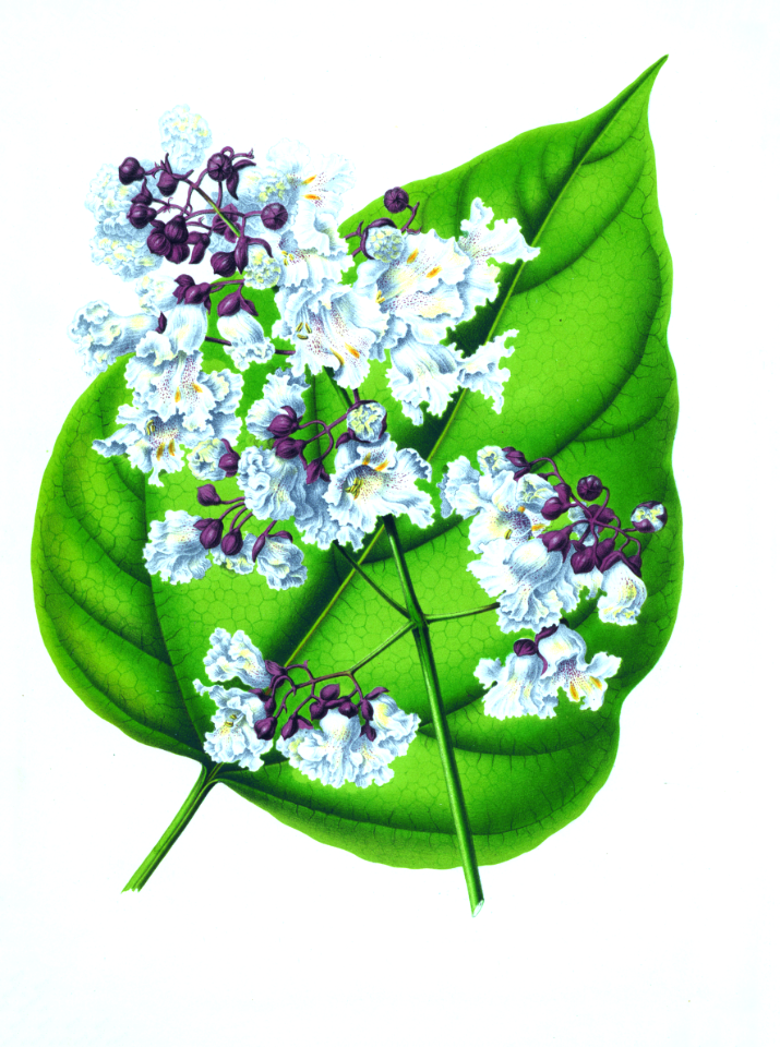 026-Catalpa ovata