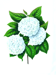 023-Viburnum plicatum