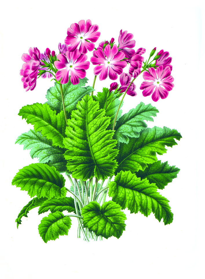 040-Primula cortusoides
