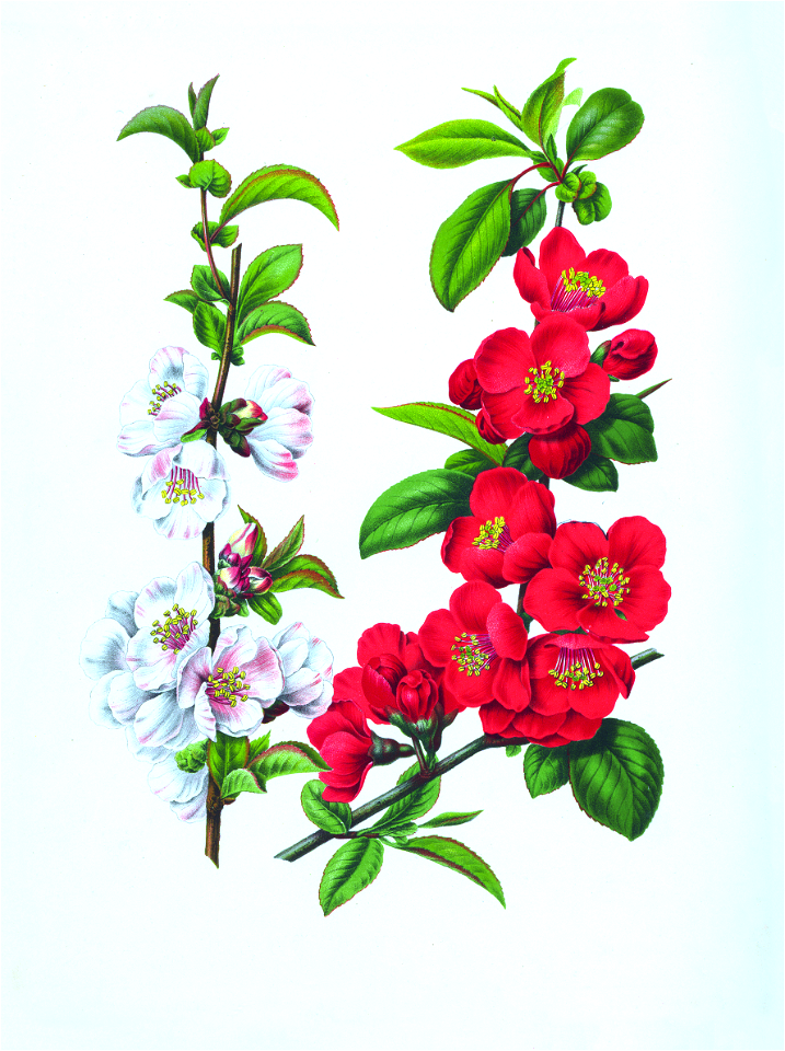 036-Chaenomeles speciosa