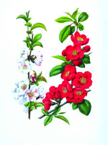 036-Chaenomeles speciosa
