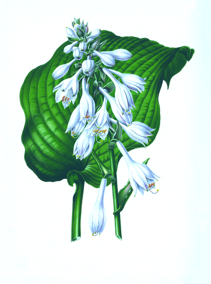 053-Hosta sieboldiana