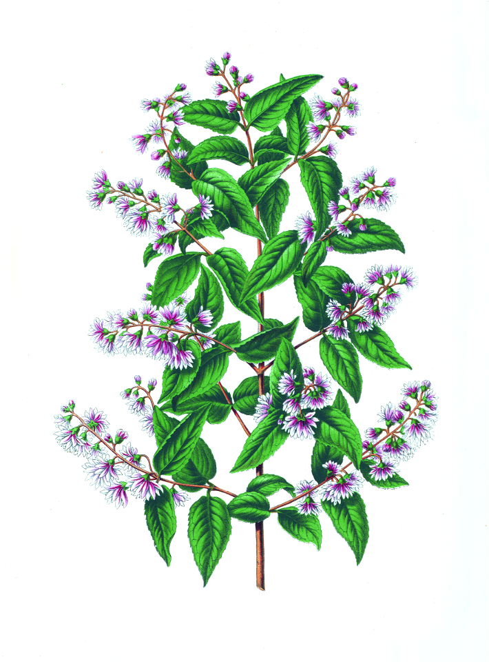 052-Deutzia crenata