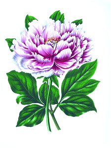 047-Paeonia x suffruticosa